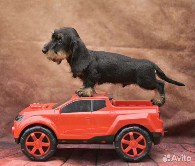 Таксенок-жестик