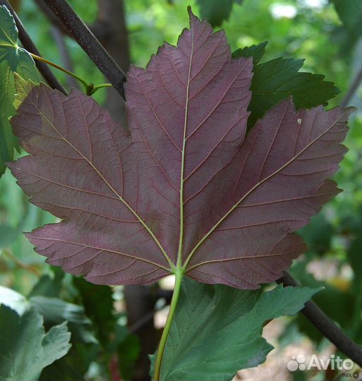 Саженцы-Деревья Клёна (разные сорта)