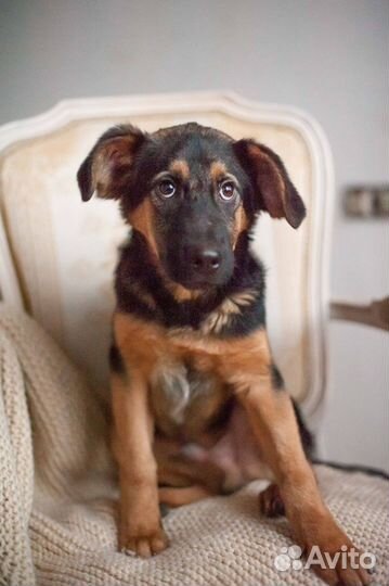 Собака в добрые руки щенок