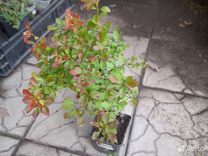 Барбарис Тунберга Корал