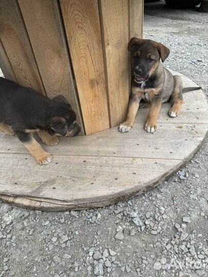 Отдам щенков в добрые руки бесплатно