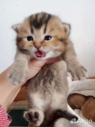 Шотландские котята