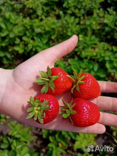 Земляника садовая, клубника-Гибрид Лорда,Пикадилли