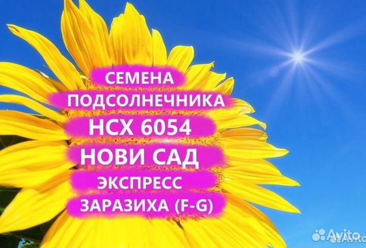 Семена подсолнечника нсх 6054 Гибрид нс, Самара