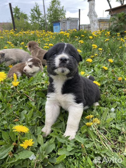 Щенки хаски