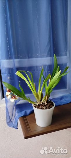 Орхидея камбрия