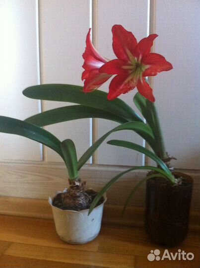 Гиппеаструм красный
