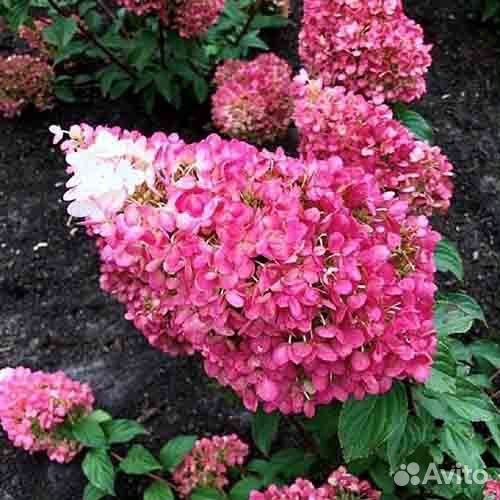 Гортензия Строберри Блоссом