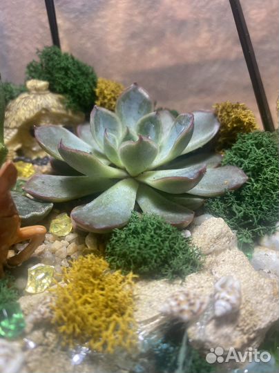 Флорариум капля 22 см