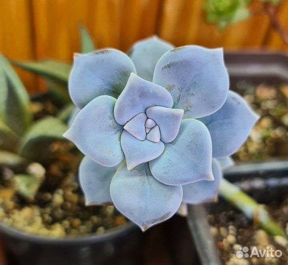 Граптопеталум Эхеверия Граптоверия Суккуленты