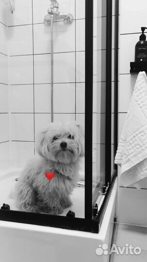 Вязка мальтезе