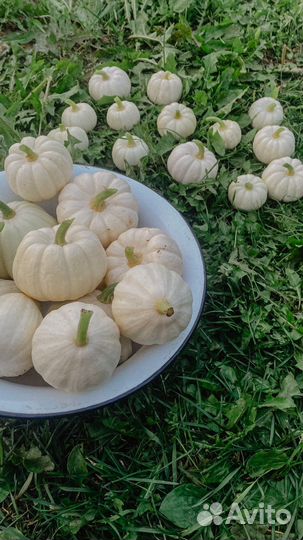 Бэйби бу декоративные тыквы