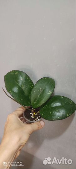 Хойи с красивым листом