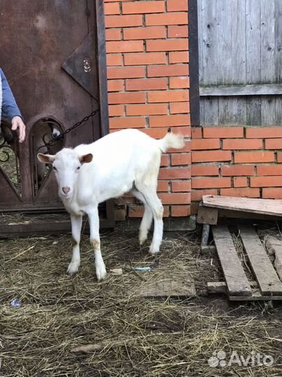 Зааненский козёл