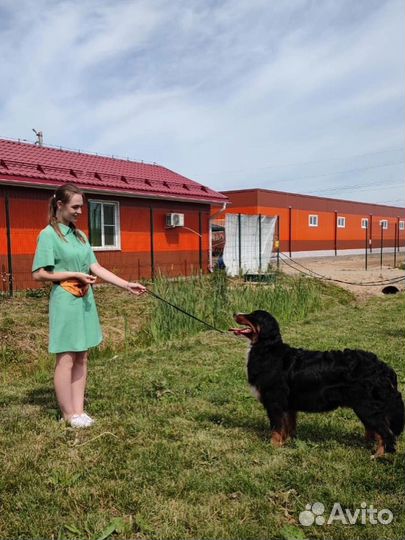 Дог-фитнес. Хендлер Санкт-Петербург