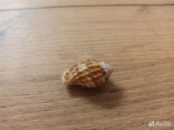 Морская раковина