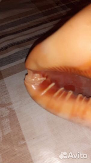 Ракушка Ципрекассис, 15 см