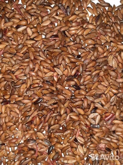 Семена барбарис обыкновенный