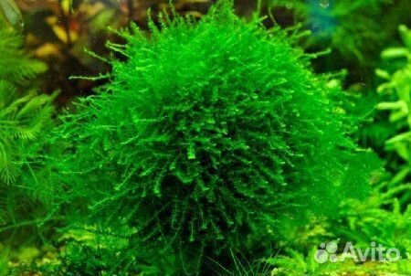 Мох Королевский Квин