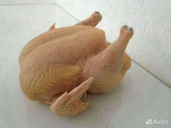 Домашние куры бройлеры