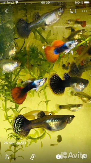 Аквариумные рыбки