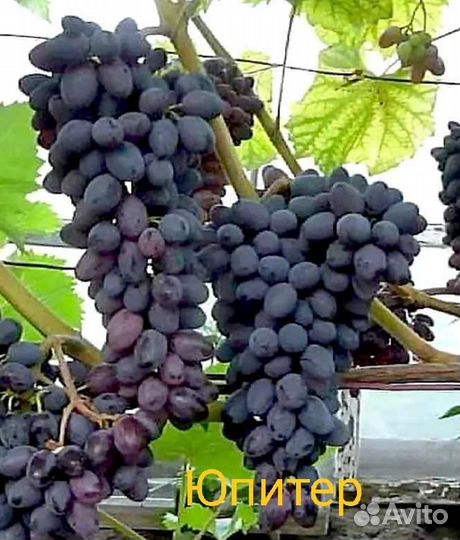 Саженцы винограда