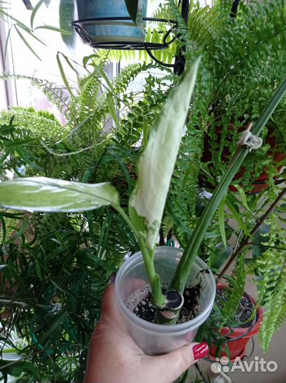 Диффенбахия Рудольф Роерс