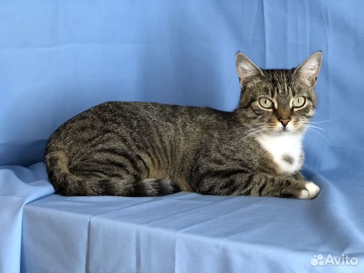 Кошка мышеловка