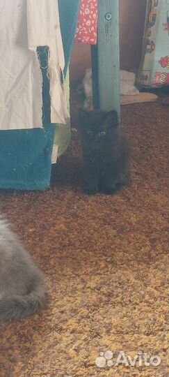 Котята пушистики