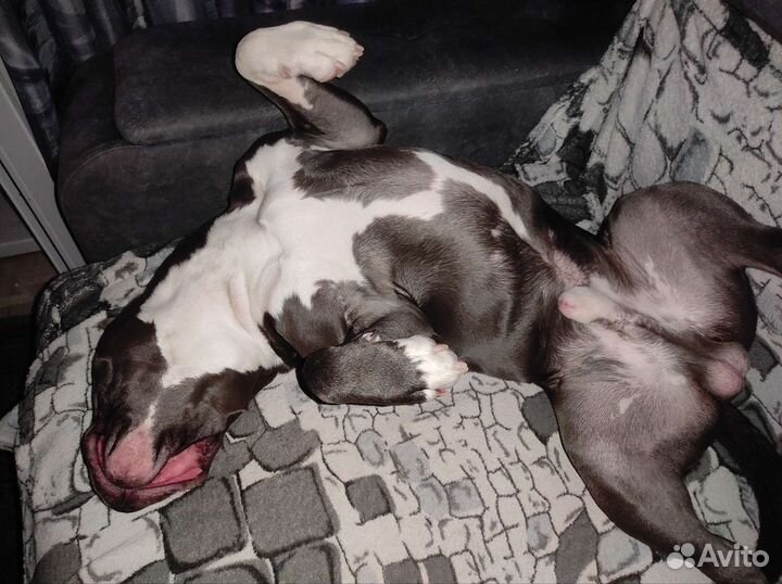 Амстафф вязка