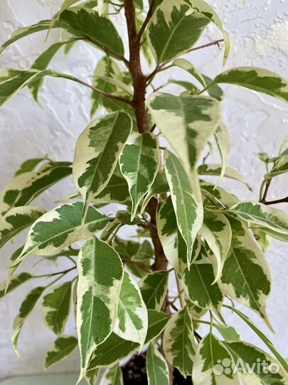 Фикус Мунлайт