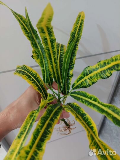 Кротон с корнями