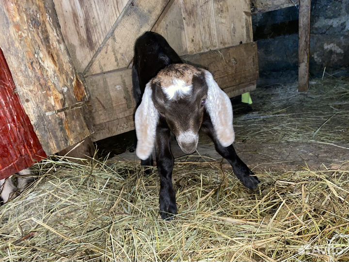 Козы нубийские, камори