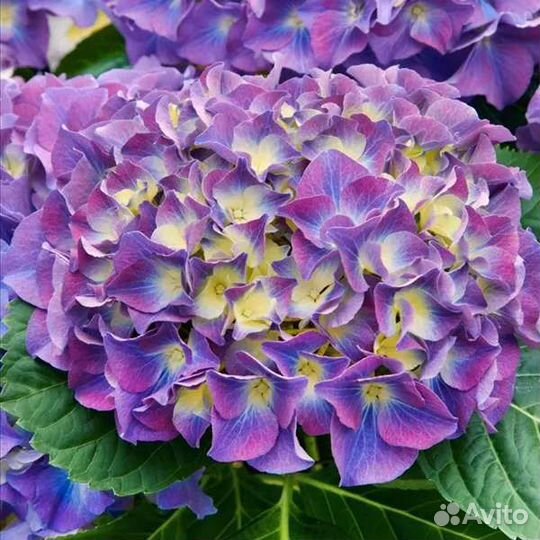 Гортензия новинки, цветы многолетние