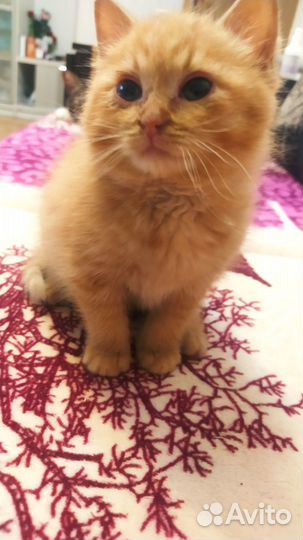 Рыжий котенок мальчик