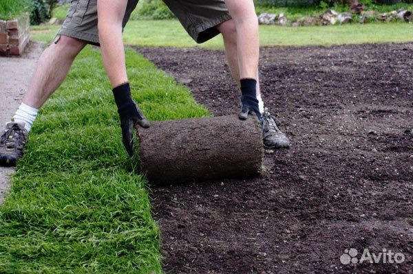 Свежая травка в наличии. Газон рулонный