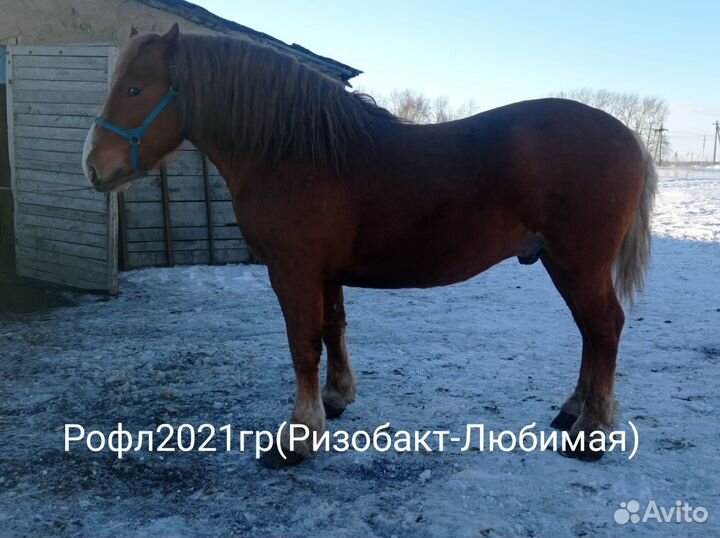 Советский тяжеловоз