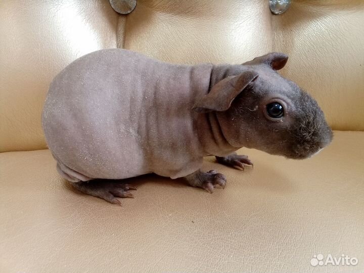 Морские свинки скинни и болдуин девочки