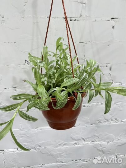 Традесканция Albiflora Ампельная