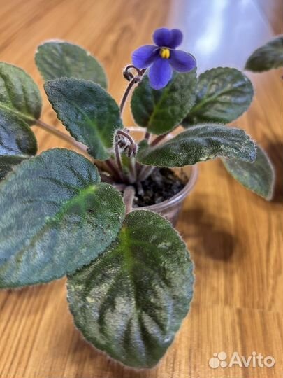 Фиалки сенполии сортовые