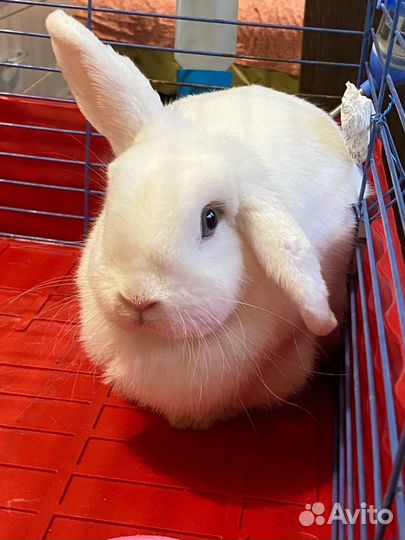 Передержка животных гостиница зоогостиница