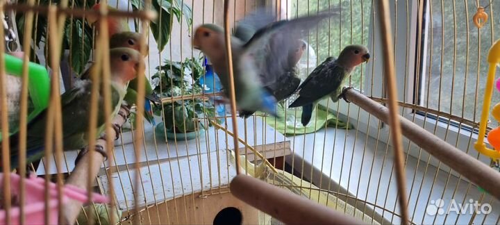 Попугай неразлучник птенцы