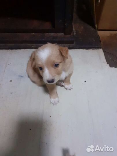 Собаки щенки