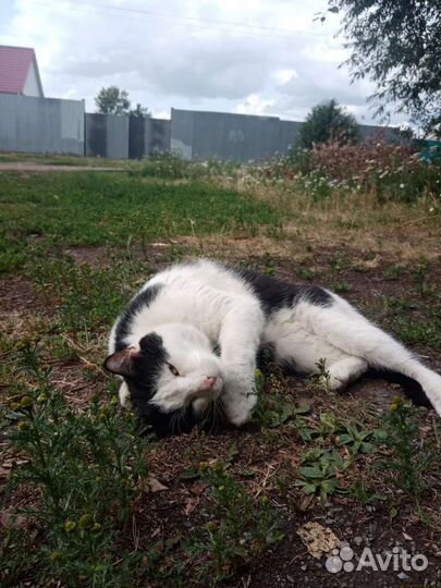 Отдам кота в добрые руки