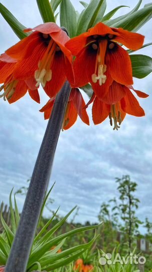 Рябчик императорский