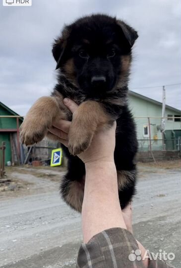 Щенки немецкой овчарки. С родословной РКФ