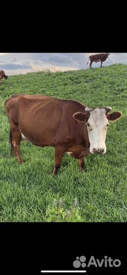 Корова с теленком