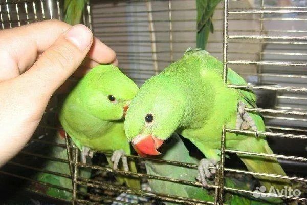 Птенцы ожерелового попугая