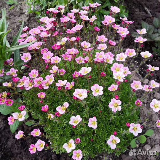 Флокс растопыренный, каменоломка