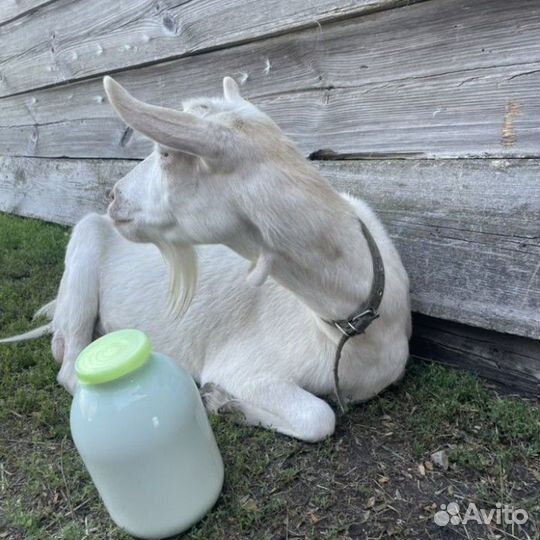 Куриные яйца